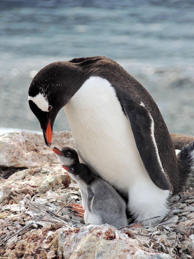 gentoo-penguin-7073394_1920.jpg